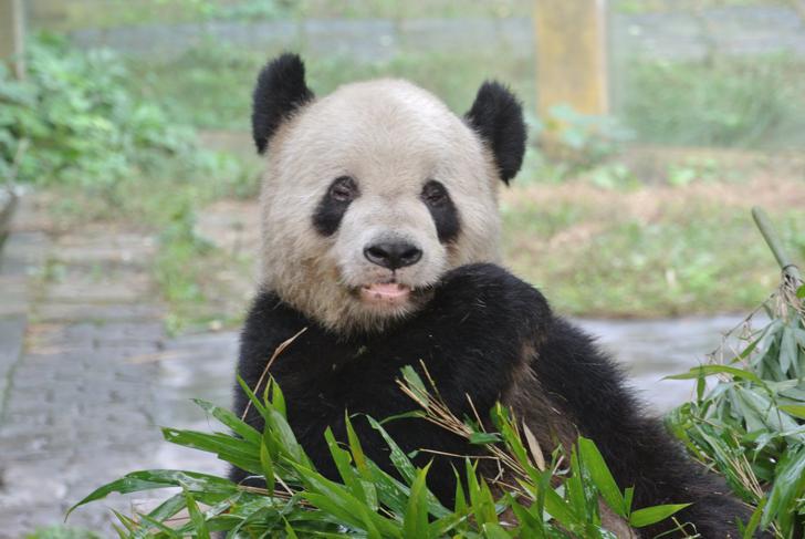 Cute small giant panda